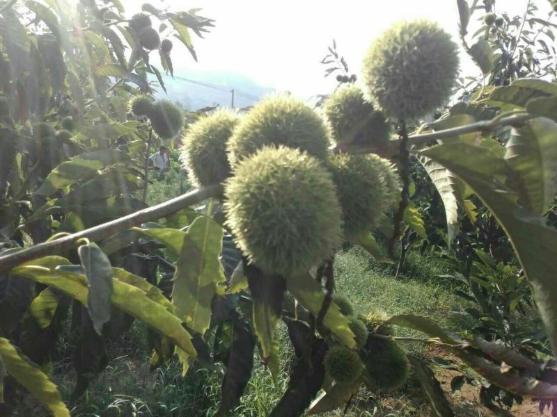 板栗苗嫁接板栗苗华光板栗
