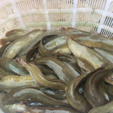 胡子鲶食用