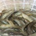 胡子鲶食用