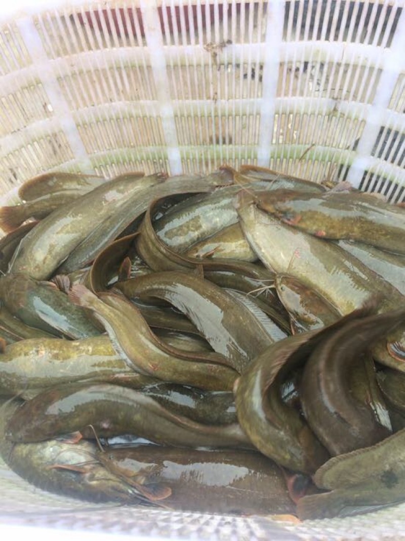 胡子鲶食用