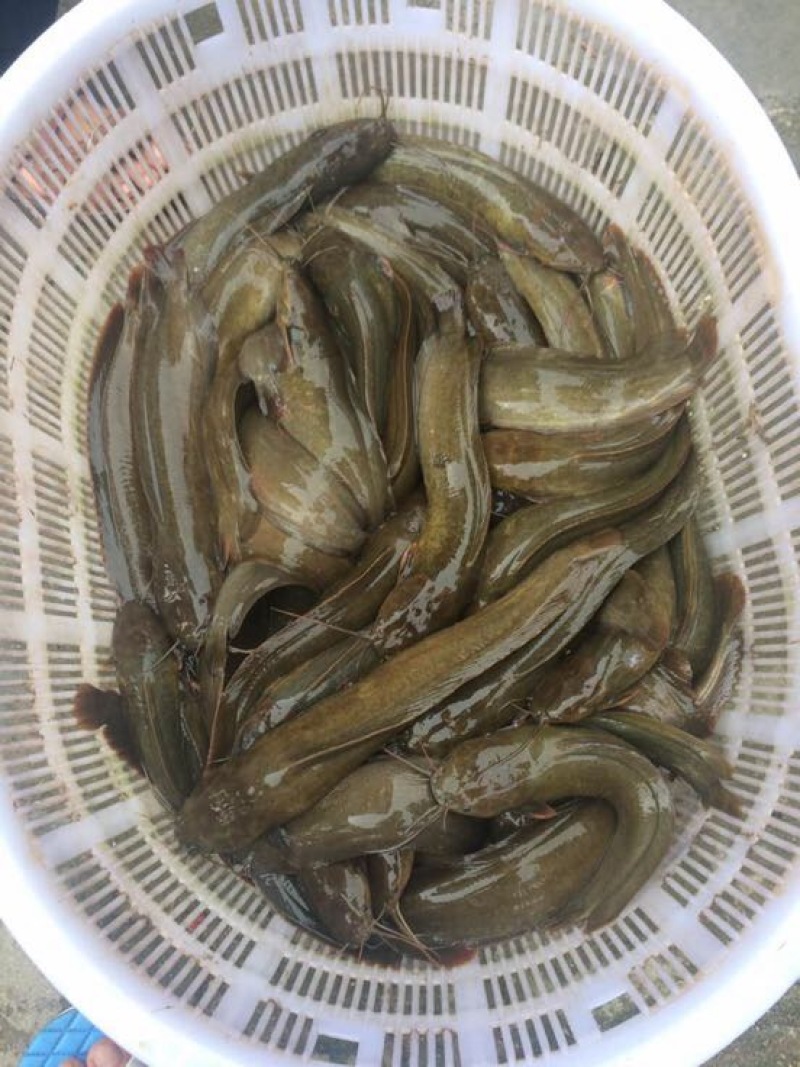 胡子鲶食用