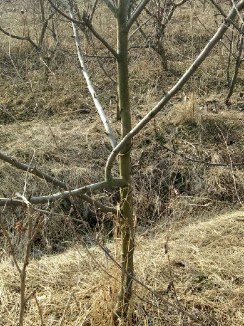 梨树8~10cm2.5~3米
