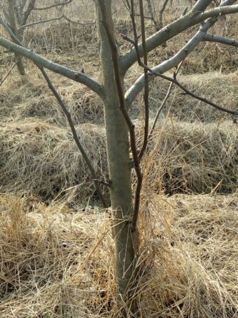 梨树8~10cm2.5~3米