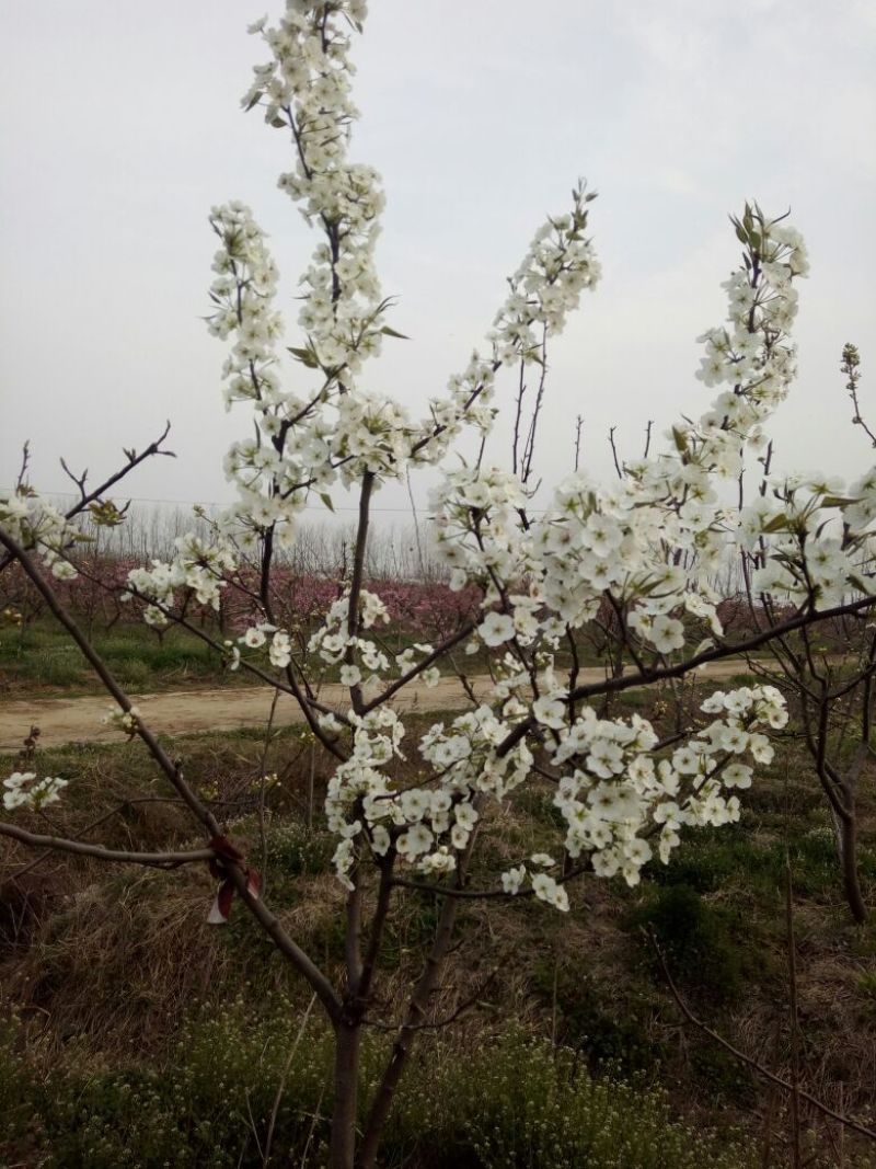 梨树8~10cm2.5~3米
