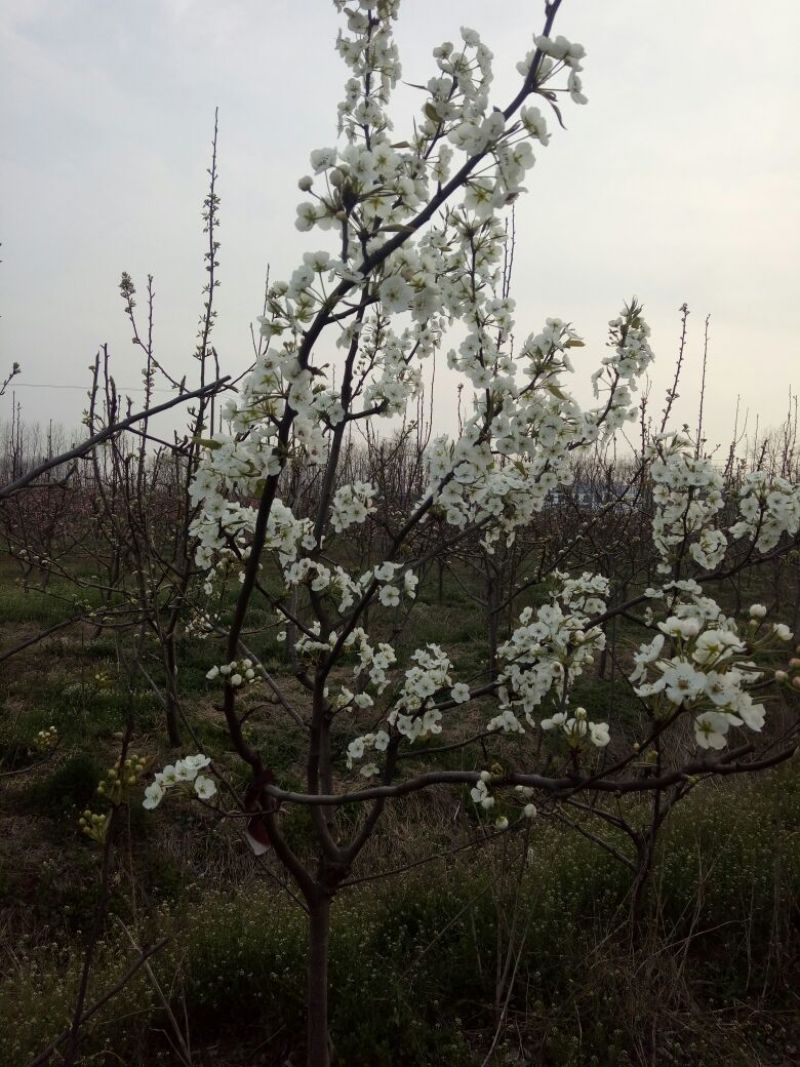 梨树8~10cm2.5~3米