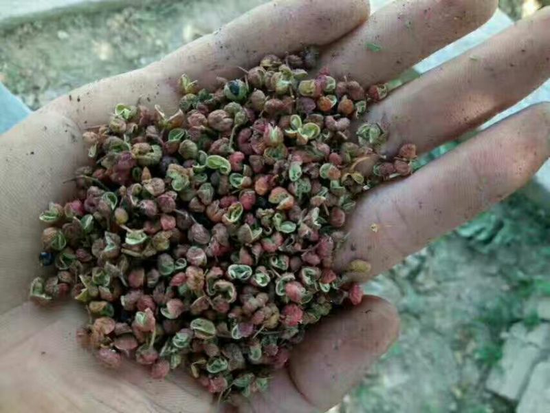 大红袍花椒梅花椒一级干
