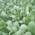 小油菜1两以上