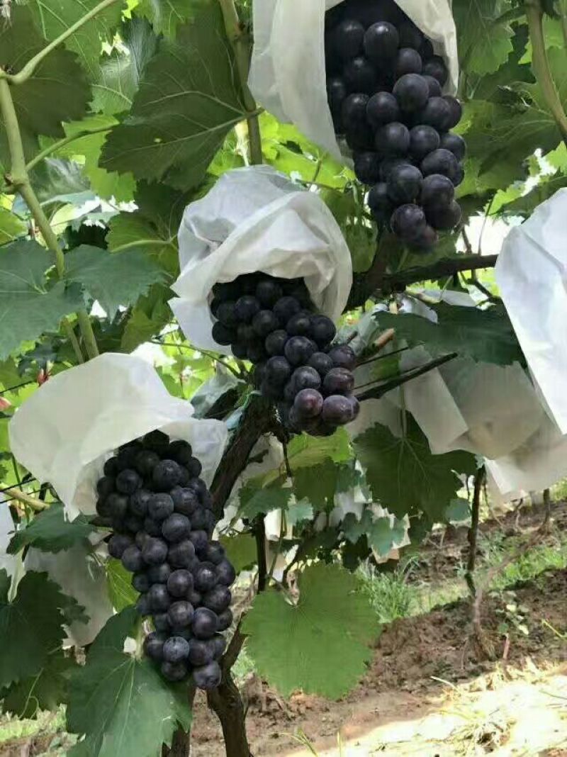 夏黑葡萄产地，夏黑葡萄大量上市供应，甜度高，耐运输