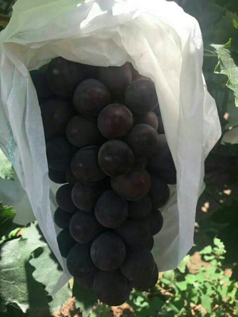 夏黑葡萄产地，夏黑葡萄大量上市供应，甜度高，耐运输