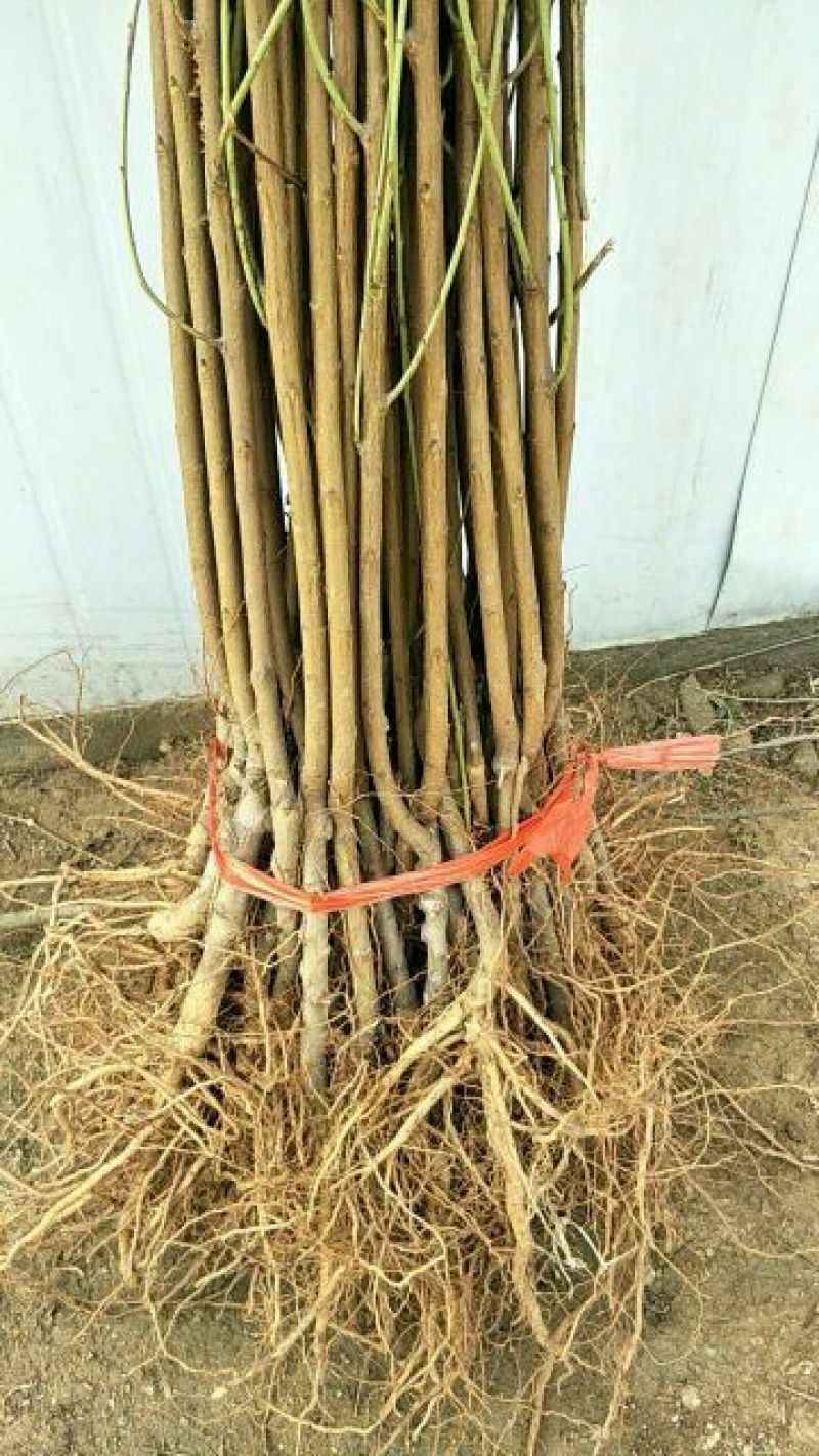 夏之梦桃树苗80cm以上