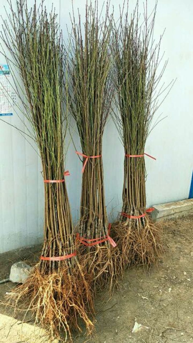 夏之梦桃树苗80cm以上
