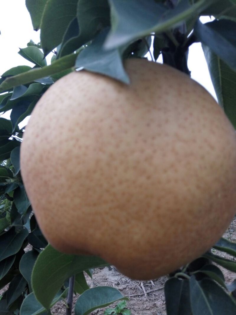 早酥红梨苗0.8cm100~150cm