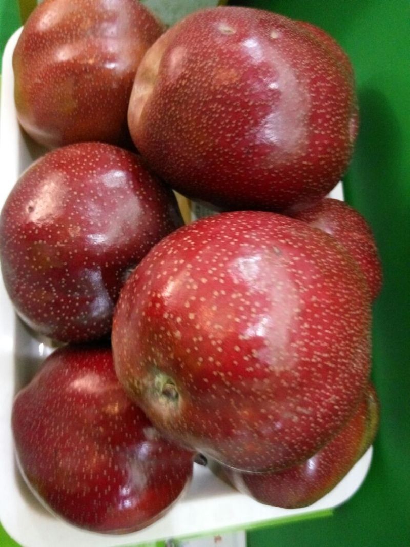 早酥红梨苗0.8cm100~150cm