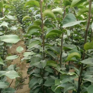 早酥红梨苗0.8cm100~150cm
