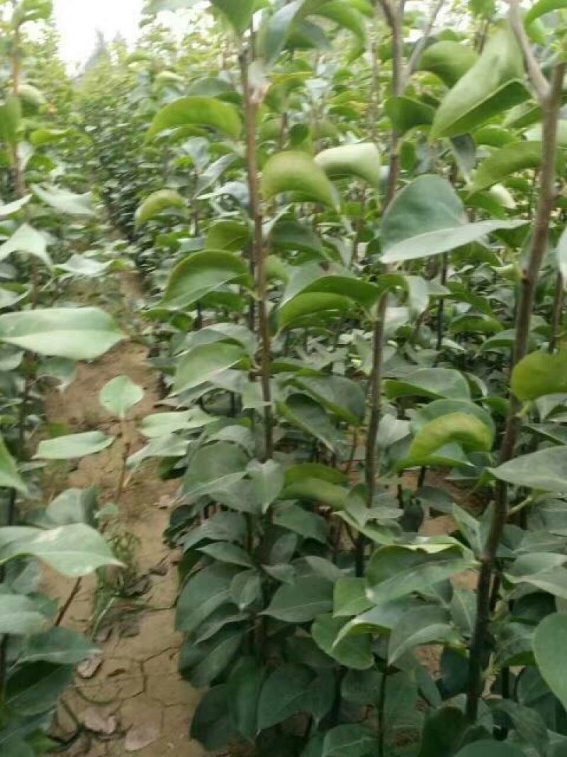 早酥红梨苗0.8cm100~150cm