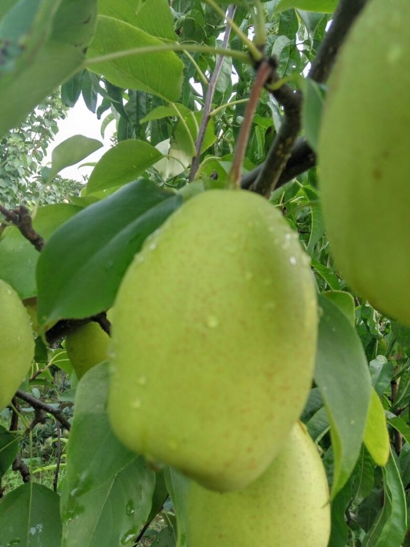 早酥红梨苗0.8cm100~150cm