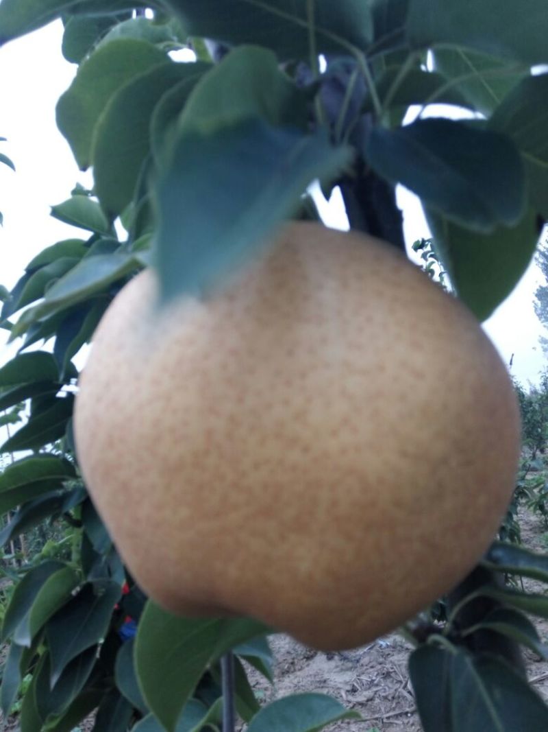 早酥红梨苗0.8cm100~150cm