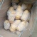 荷兰十五土豆精品3两以上
