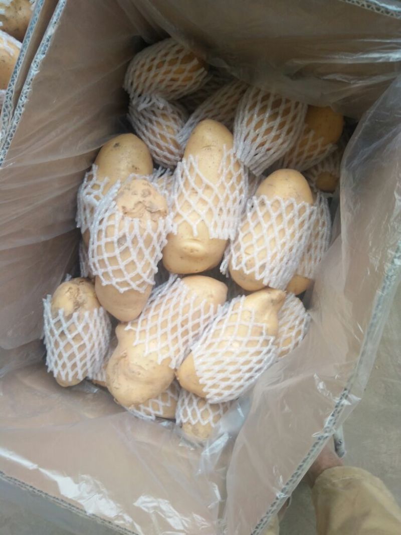荷兰十五土豆精品3两以上