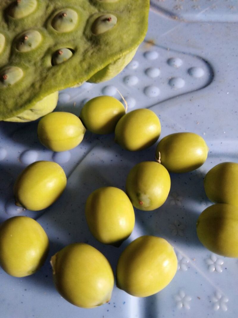 莲子壳