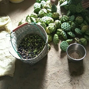 莲子壳
