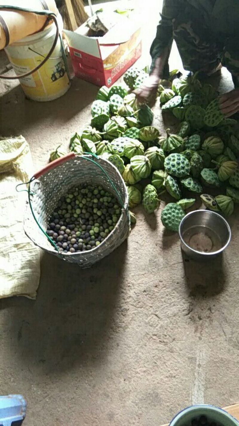莲子壳