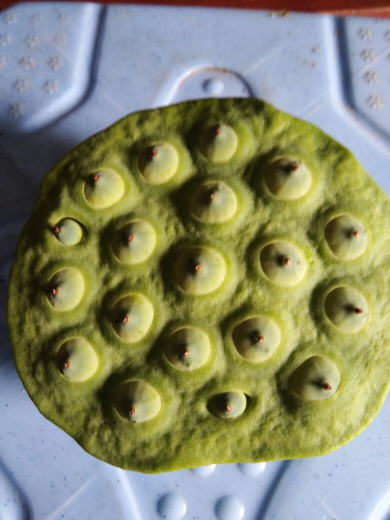 莲子壳