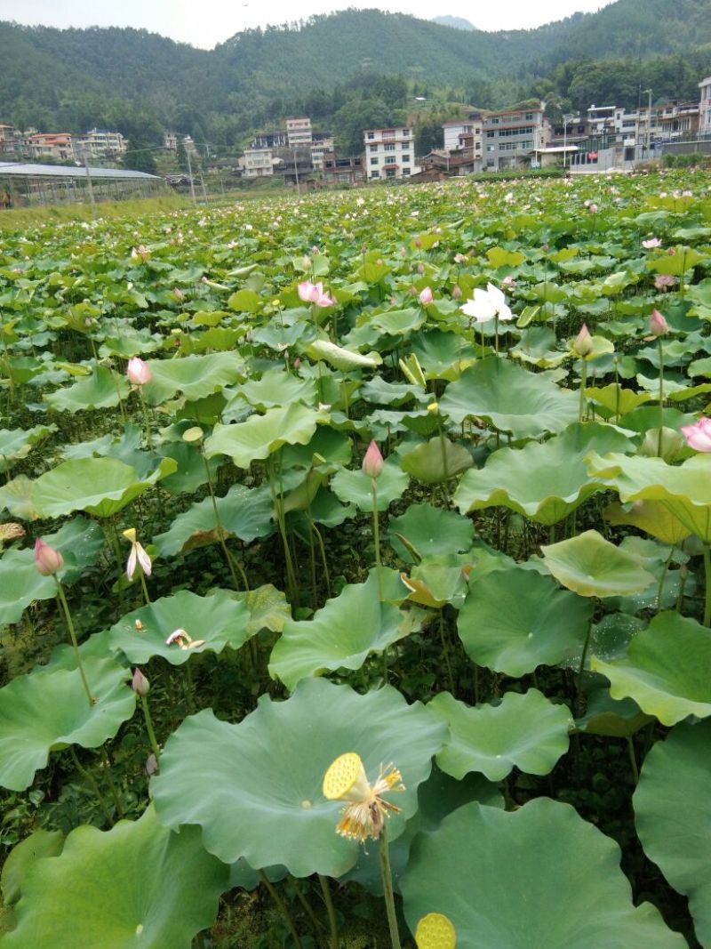 莲子壳