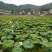 莲子壳