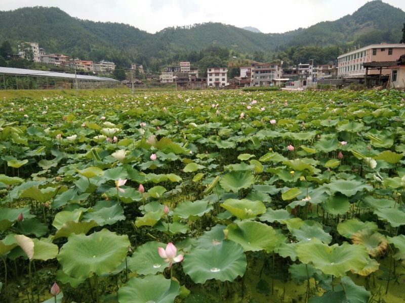 莲子壳