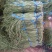 长豆角30厘米以上