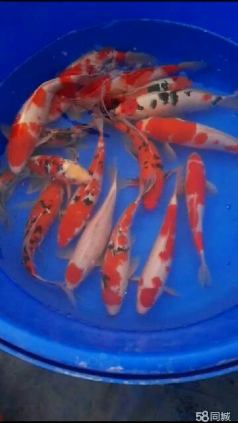 锦鲤鱼苗7两