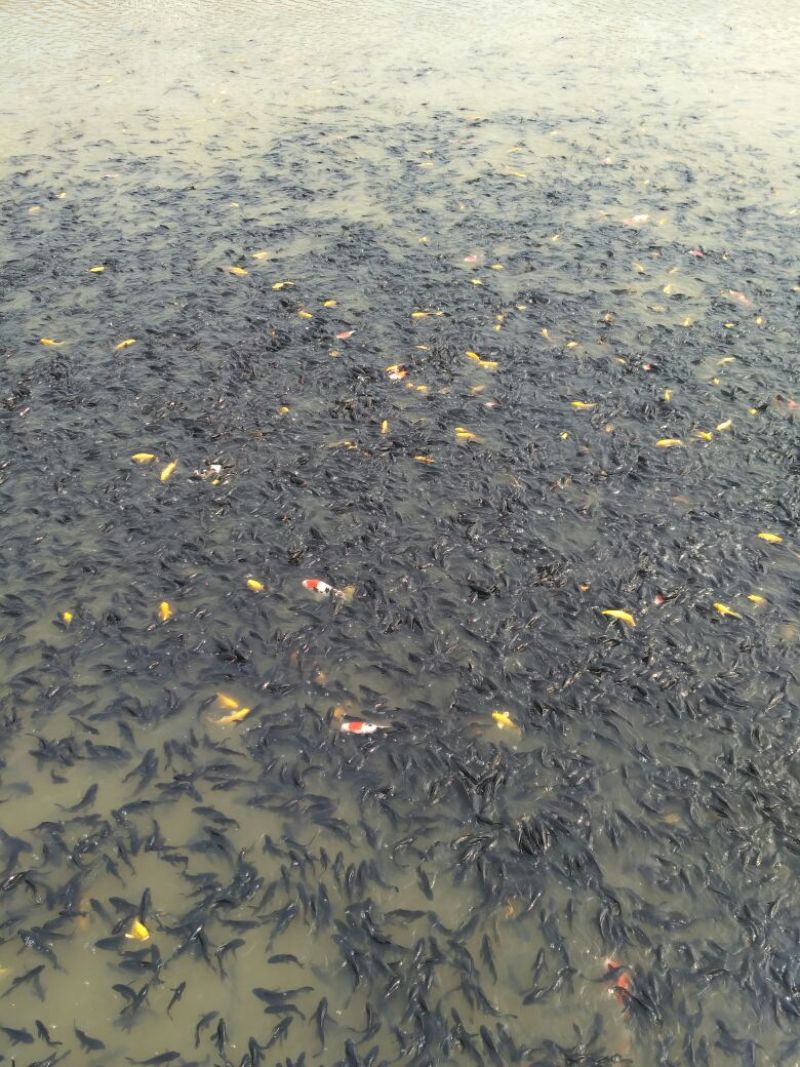 锦鲤鱼苗7两