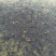 锦鲤鱼苗7两