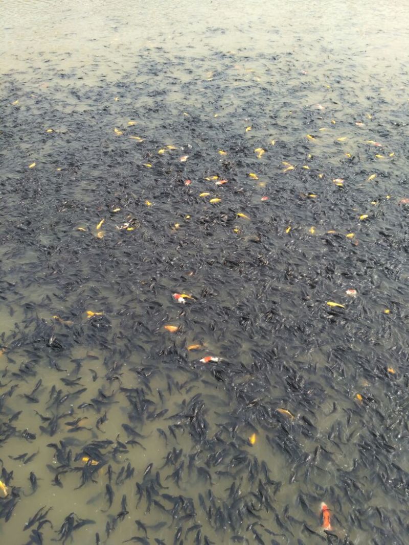锦鲤鱼苗7两