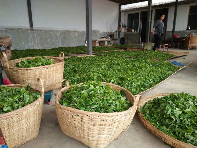 普洱茶一级