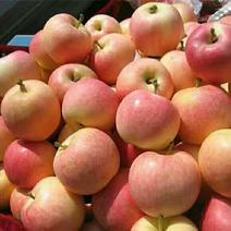 【鲁丽苹果】山东苹果产地/鲁丽苹果价格