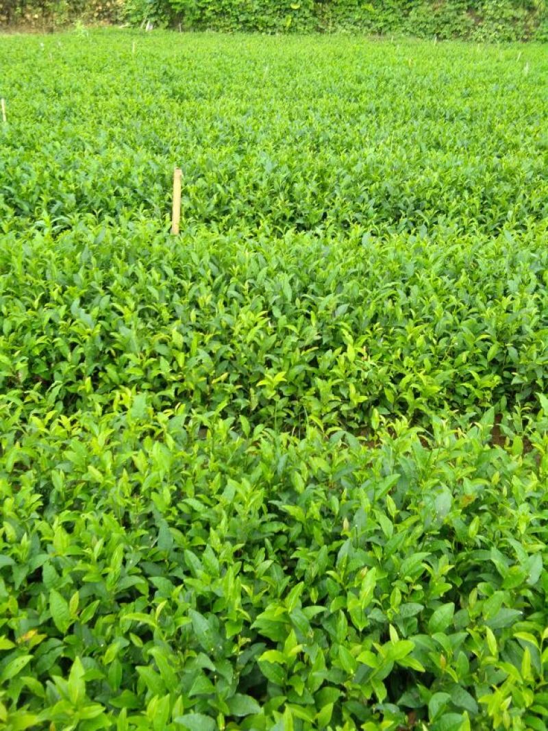 茶叶树苗