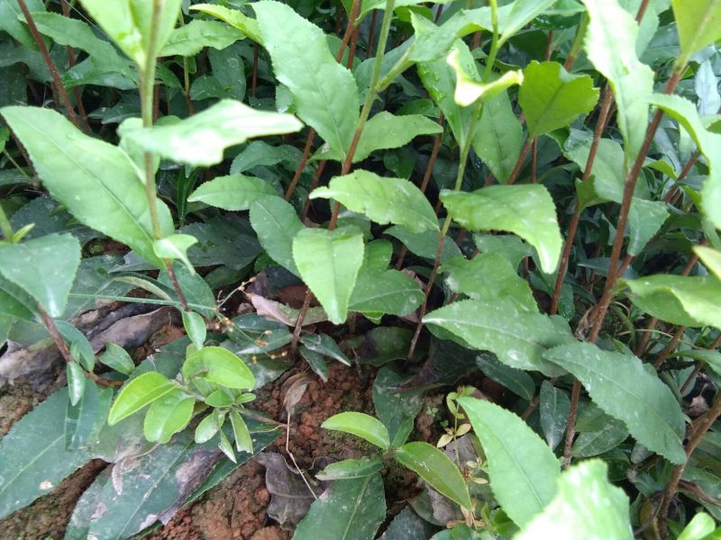 茶叶树苗