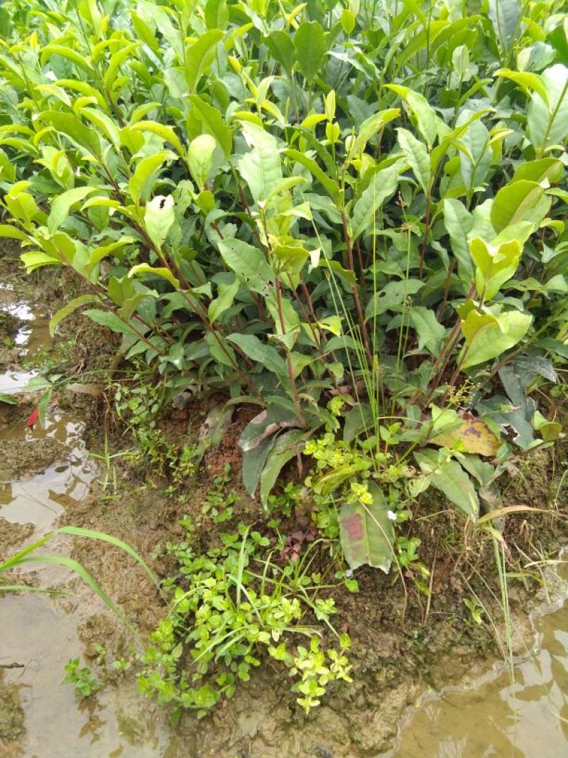 茶叶树苗