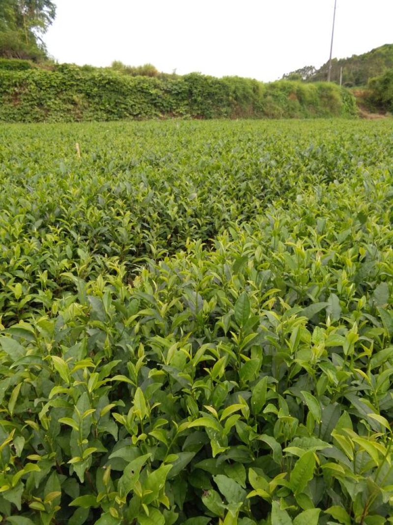 茶叶树苗