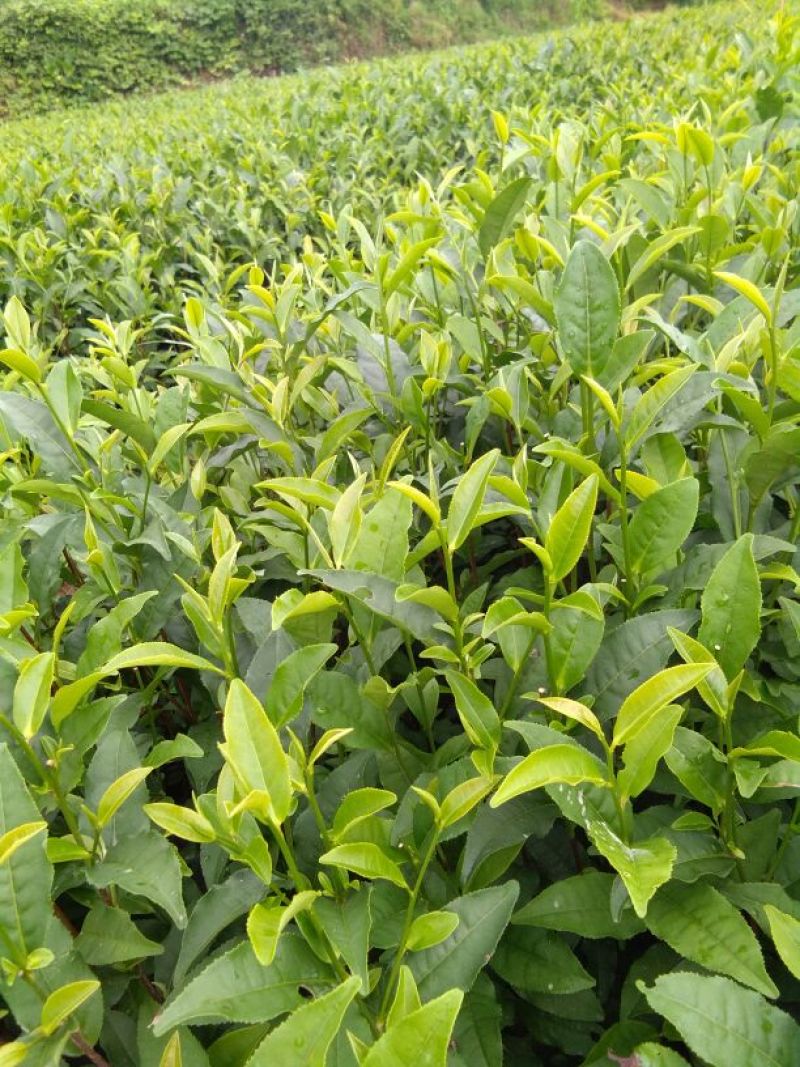 茶叶树苗