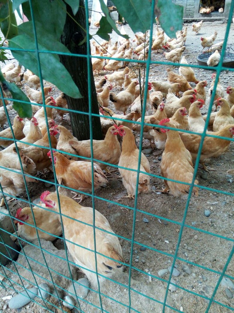 脱温鸡500克以上脱温苗通货