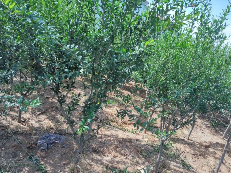 突尼斯软籽石榴树苗石榴苗品种