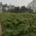 红油香椿树10cm以下