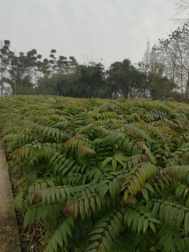 红油香椿树10cm以下