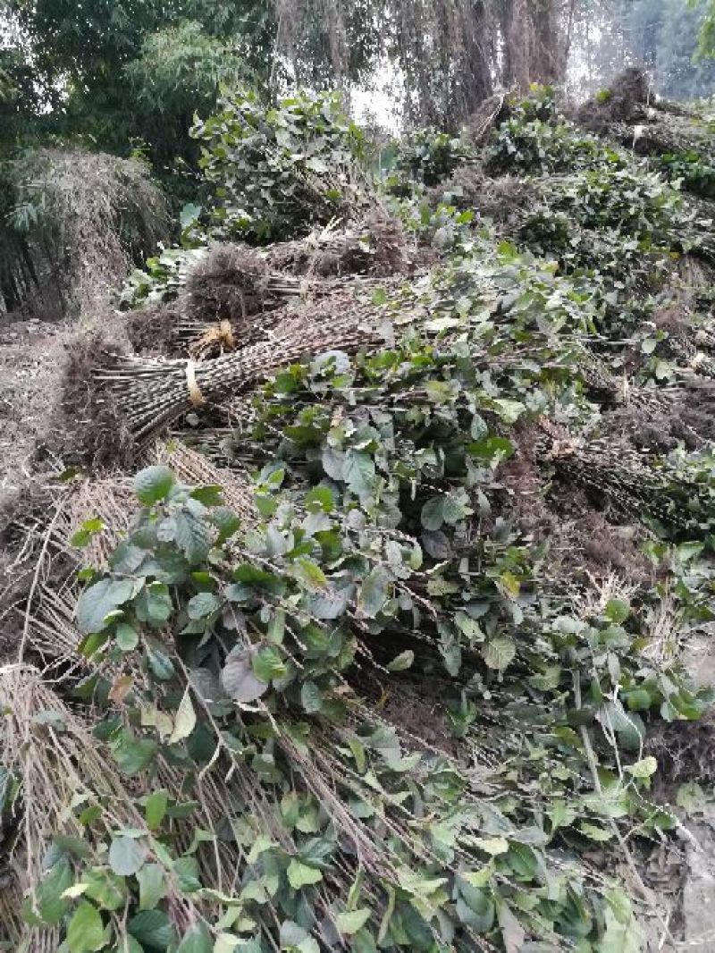 红油香椿树10cm以下