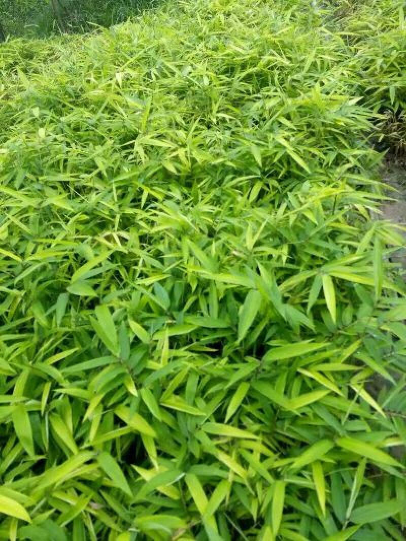 红油香椿树10cm以下