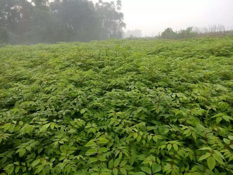 红油香椿树10cm以下