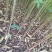 红油香椿树10cm以下